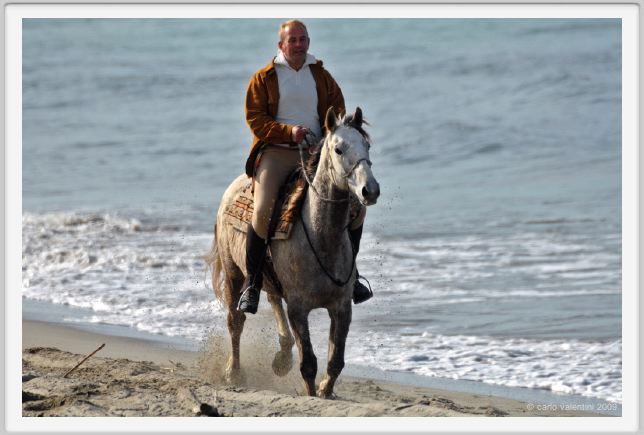 aquila_nera035