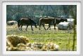 aquila_nera184