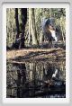 aquila_nera149
