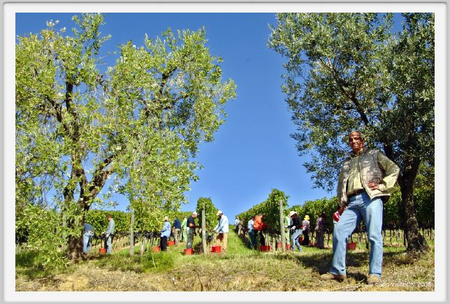 tenuta_di_arceno1129