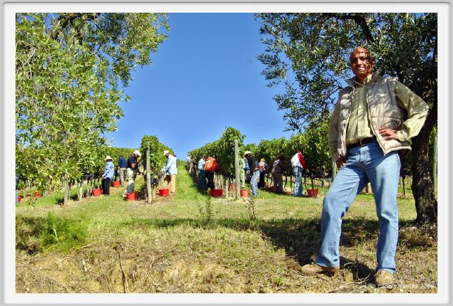 tenuta_di_arceno1133