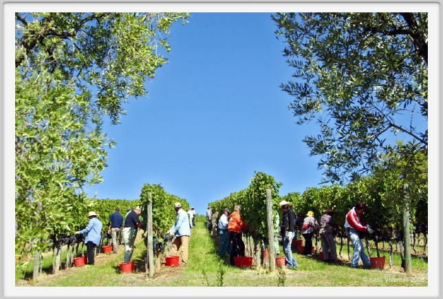 tenuta_di_arceno1134