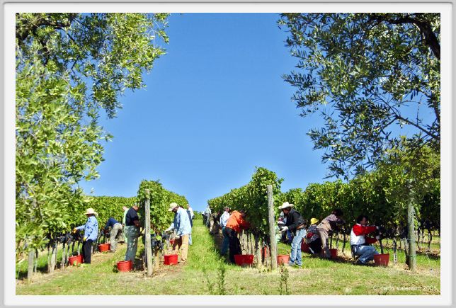 tenuta_di_arceno1135