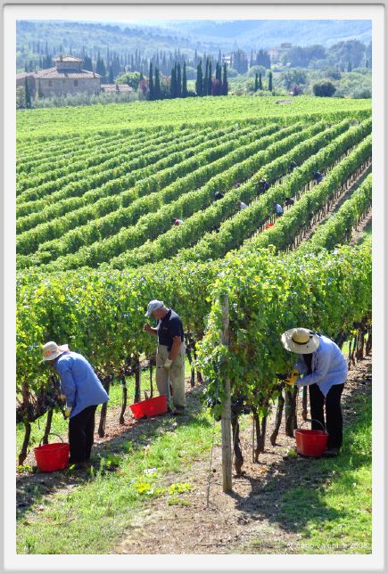 tenuta_di_arceno1137