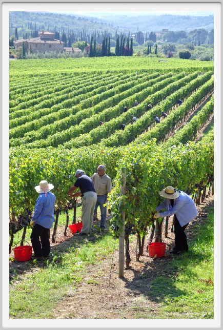 tenuta_di_arceno1139