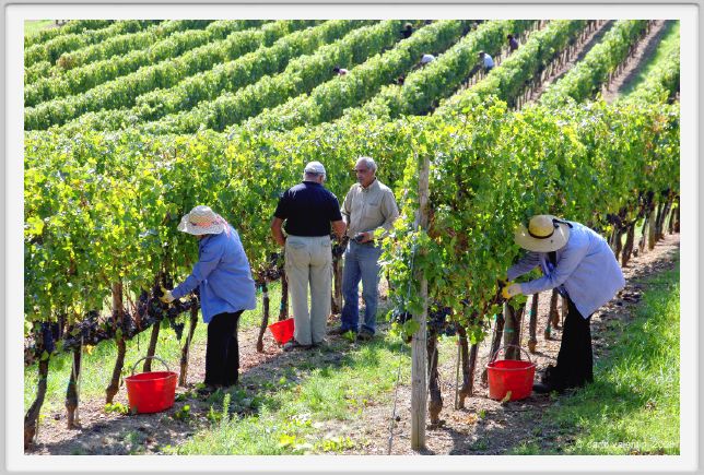 tenuta_di_arceno1141