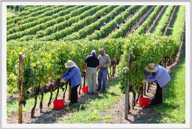 tenuta_di_arceno1142