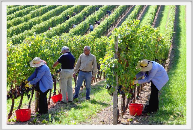 tenuta_di_arceno1144