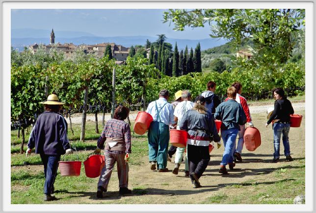 tenuta_di_arceno1148