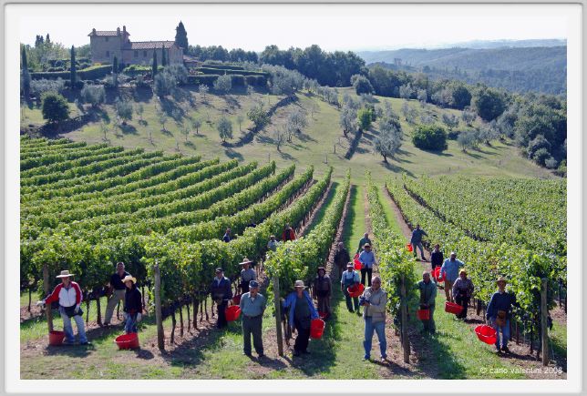 tenuta_di_arceno1104