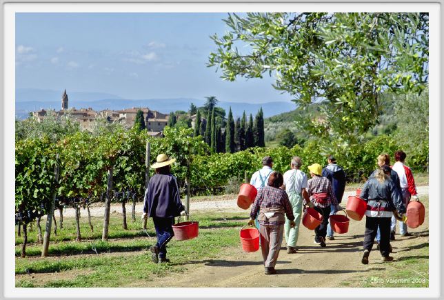 tenuta_di_arceno1149