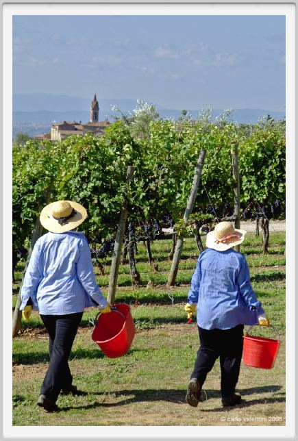 tenuta_di_arceno1152