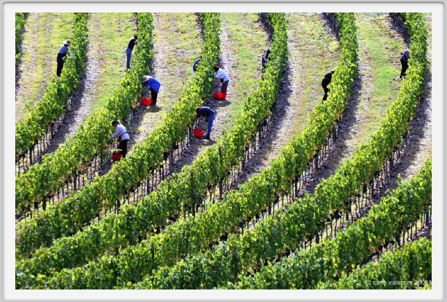 tenuta_di_arceno1156