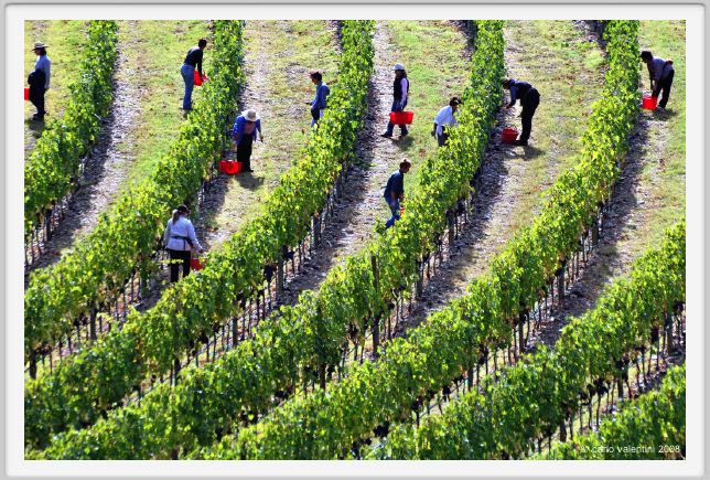 tenuta_di_arceno1158