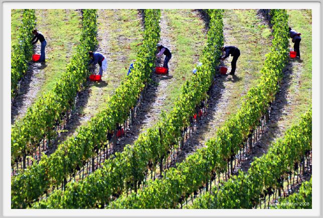 tenuta_di_arceno1160