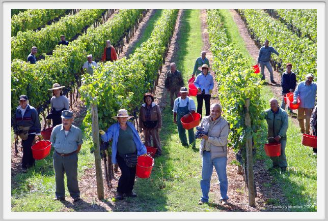 tenuta_di_arceno1106