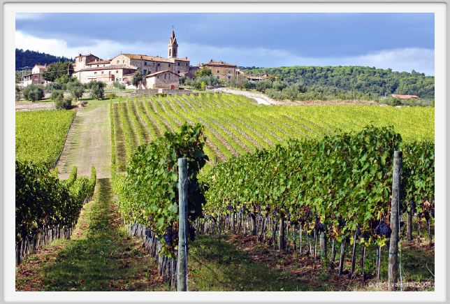 tenuta_di_arceno1164