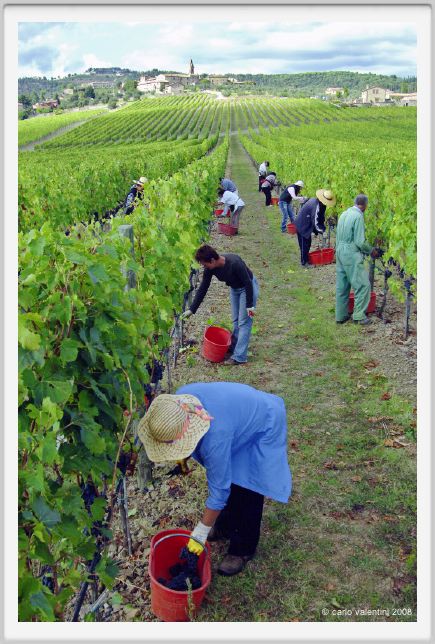 tenuta_di_arceno1167