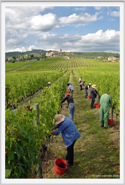 tenuta_di_arceno1171