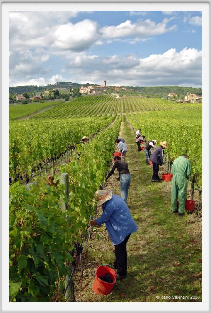 tenuta_di_arceno1172