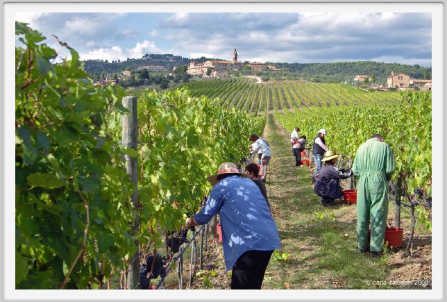 tenuta_di_arceno1173