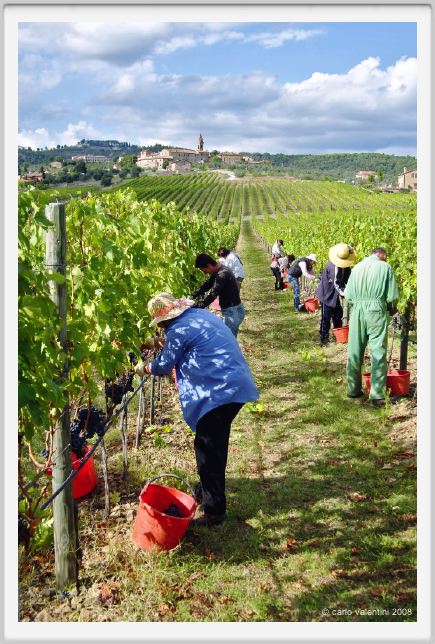 tenuta_di_arceno1176