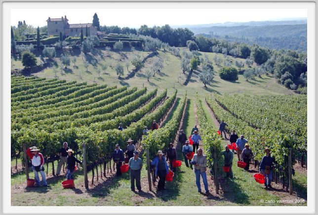 tenuta_di_arceno1110