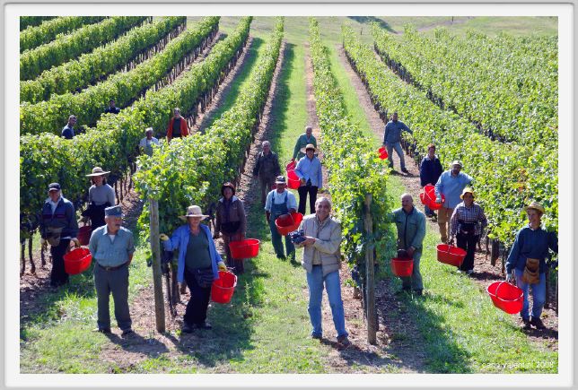 tenuta_di_arceno1113