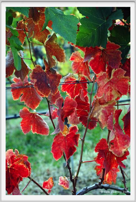 tenuta_di_arceno1316