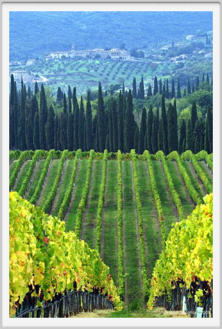 tenuta_di_arceno1325