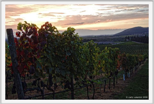 tenuta_di_arceno1327