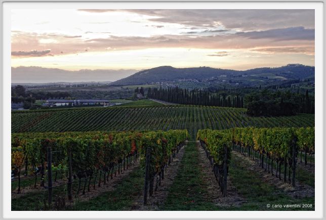 tenuta_di_arceno1330