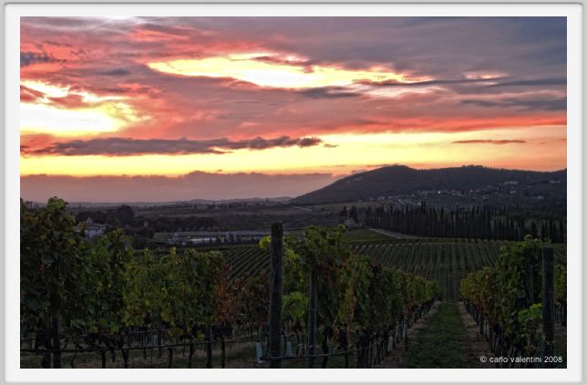 tenuta_di_arceno1332