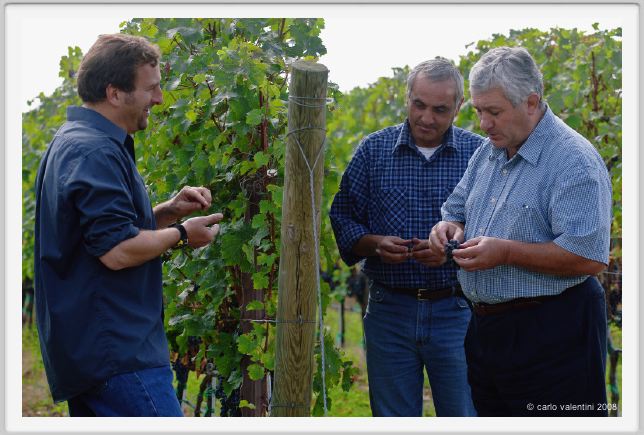 tenuta_di_arceno1217