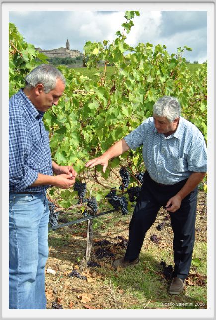 tenuta_di_arceno1203