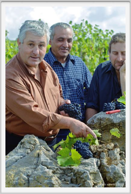 tenuta_di_arceno1237