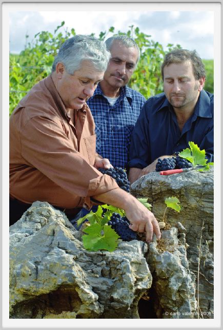 tenuta_di_arceno1239