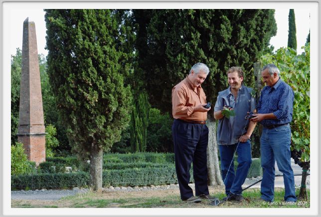 tenuta_di_arceno1245