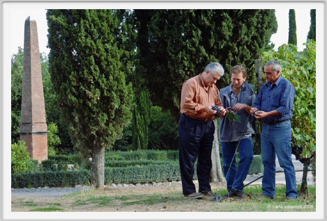 tenuta_di_arceno1248