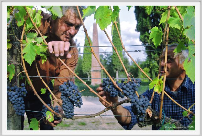 tenuta_di_arceno1252