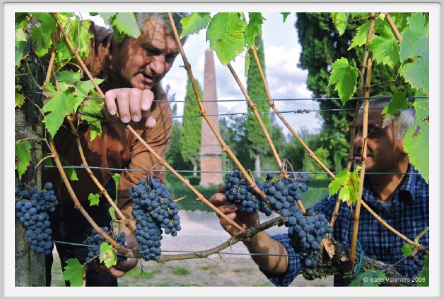 tenuta_di_arceno1253