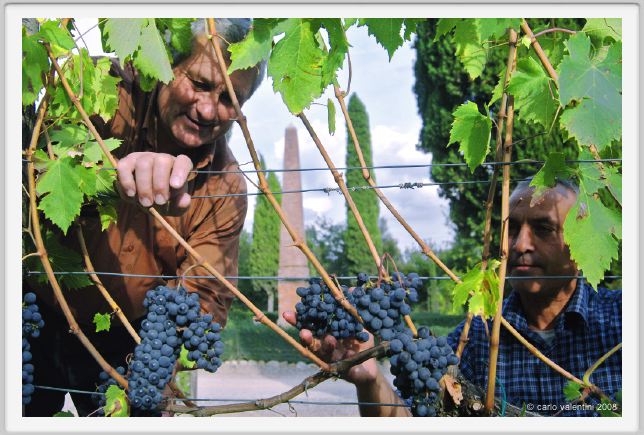 tenuta_di_arceno1254