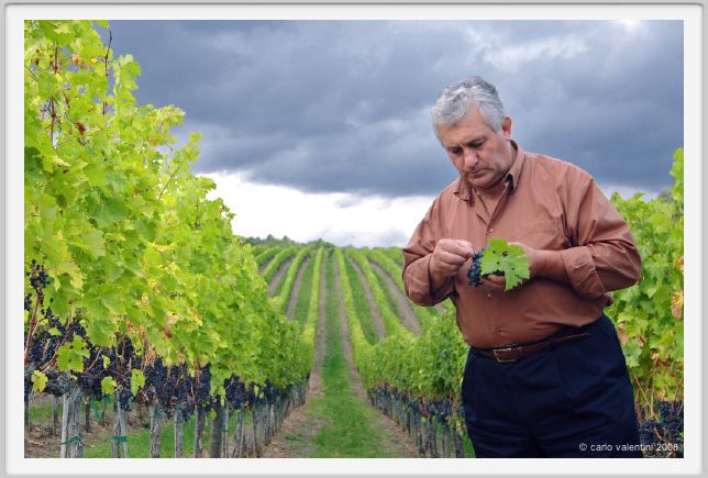 tenuta_di_arceno1264