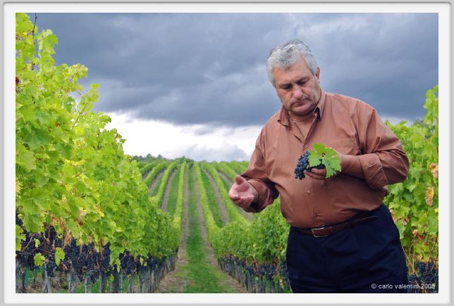 tenuta_di_arceno1265