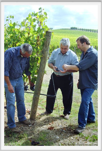 tenuta_di_arceno1208