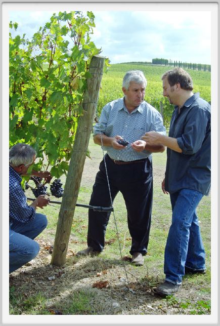 tenuta_di_arceno1209