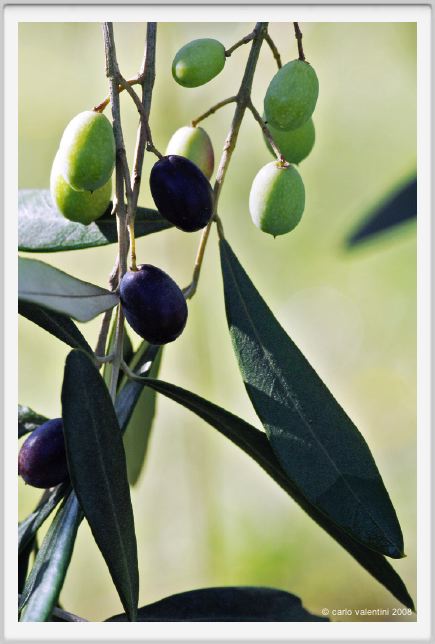 tenuta_di_arceno1350