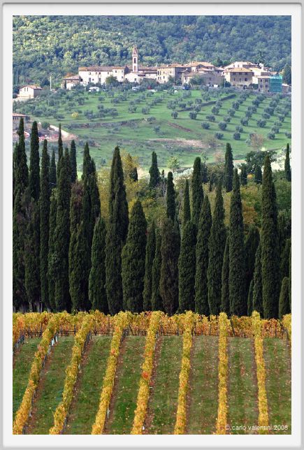 tenuta_di_arceno1539