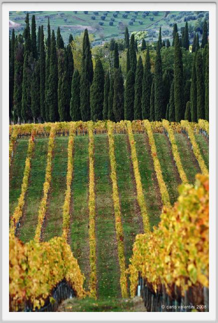 tenuta_di_arceno1542