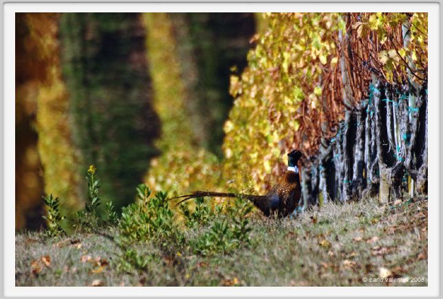 tenuta_di_arceno1546